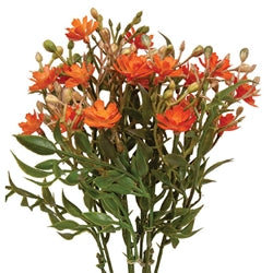 Orange Fall Lilac Bush - 12"