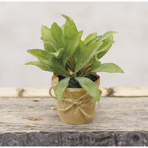 Paper Pot Herb 6"