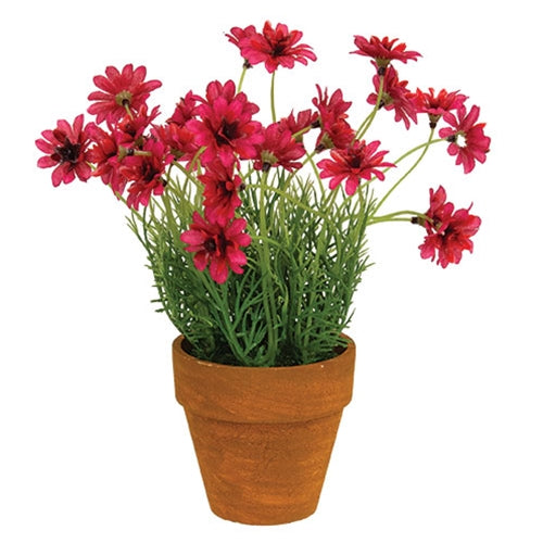 Potted Star Daisy Pink