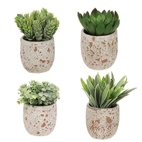 Artificial Succulent in Distressed Cement Pot 4 Asstd.