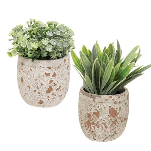 Artificial Succulent in Distressed Cement Pot 2 Asstd.