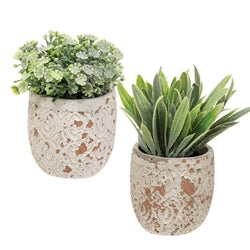 Artificial Succulent in Distressed Cement Pot 2 Asstd.