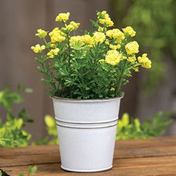 Yellow Astilbe Flowers in White Metal Garden Bucket
