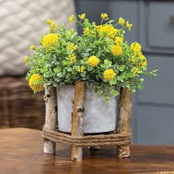 Small Cement Planter in Wooden Frame