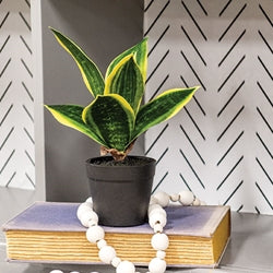 Potted Light Green Snake Plant