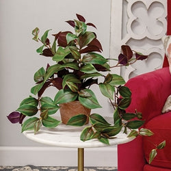 Potted Day Flower Vine