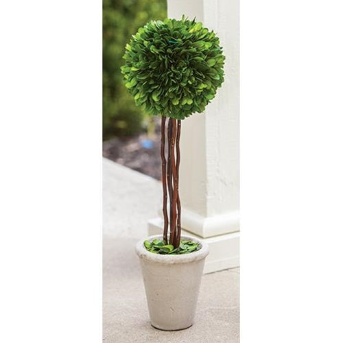 Boxwood Topiary 20"
