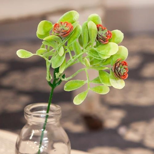 small bushy succulent Coral Buds Succulent Bush 8"