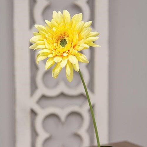 Blooming Daisy Stem Dark Yellow