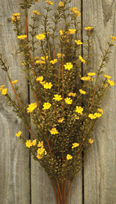 Mustard Astilbe Bush - 21"