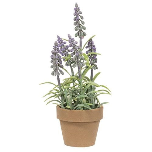 Potted Mountain Bells Purple