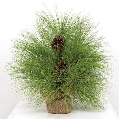 Long Needle Giant Pine Tree 24"