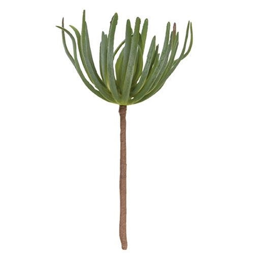 Palm Succulent