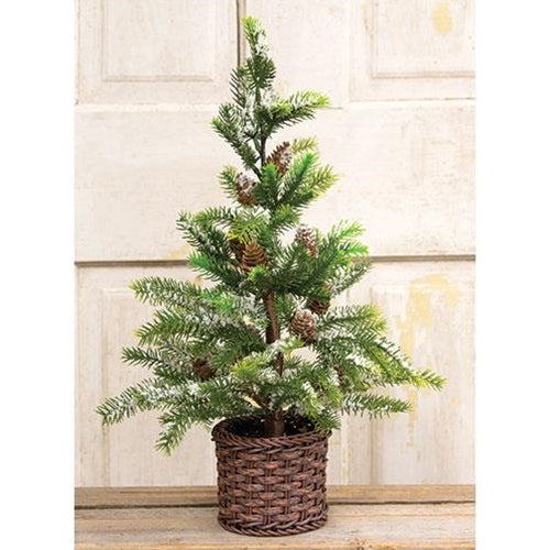 Snowy Cypress Tree in Willow Basket 18"