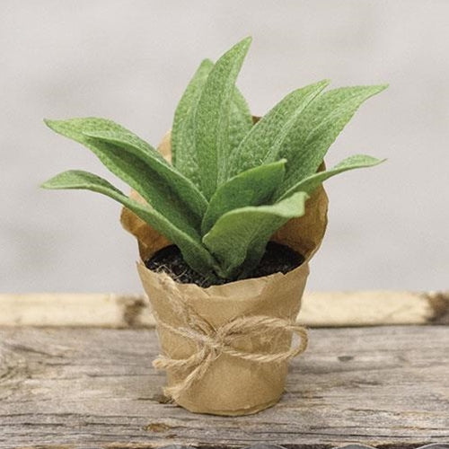Paper Pot Cowslip 6"