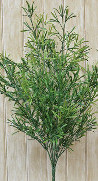 Asparagus Bush