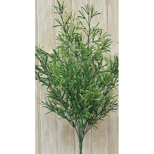 Asparagus Bush - Small