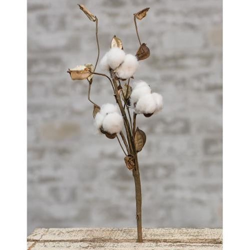 Cotton Pick w/Shells 12"