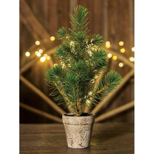 Potted Sierra Pine Tree