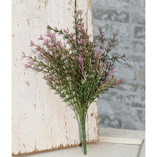 Lavender Asparagus Bush 13"